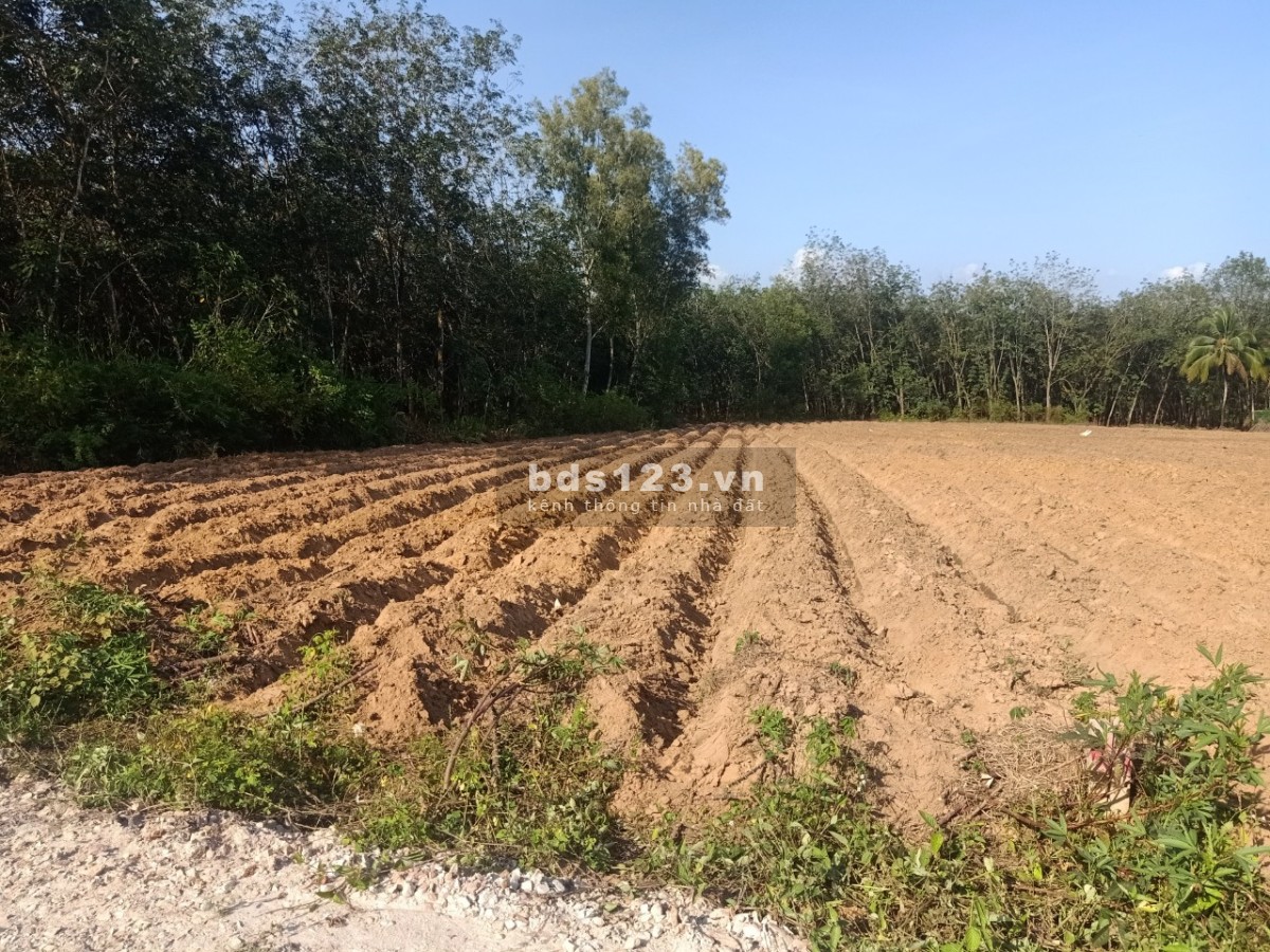 Bán đất đẹp vuông vắn, tiềm năng lợi nhuận ở Minh Tân, Dầu Tiếng, Bình Dương- Diện tích: 1.220m2