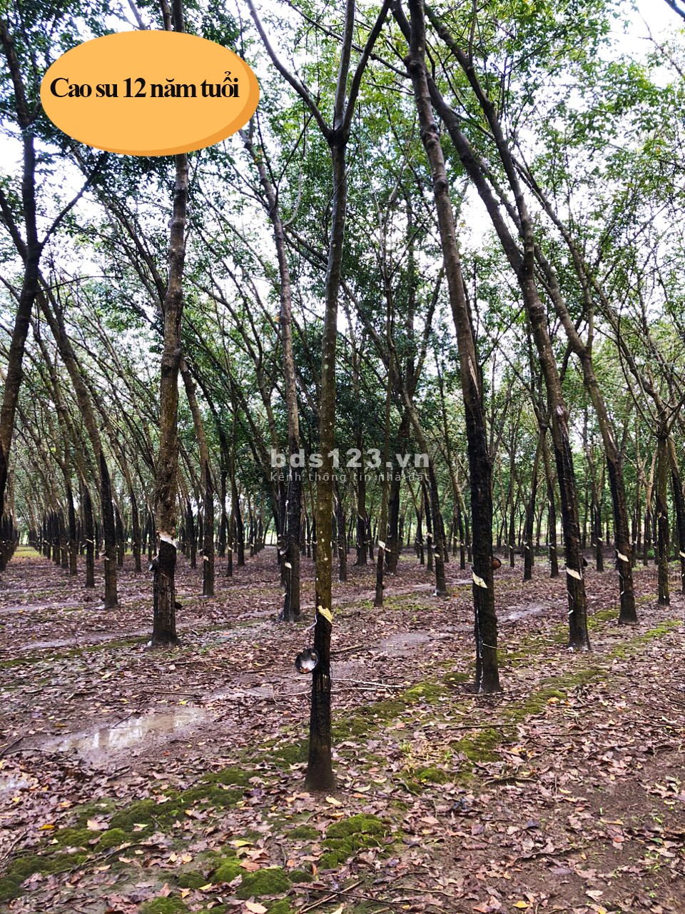 Em với anh trai cần tiền mở cửa hàng dịp cuối năm nên bán lô đất sào