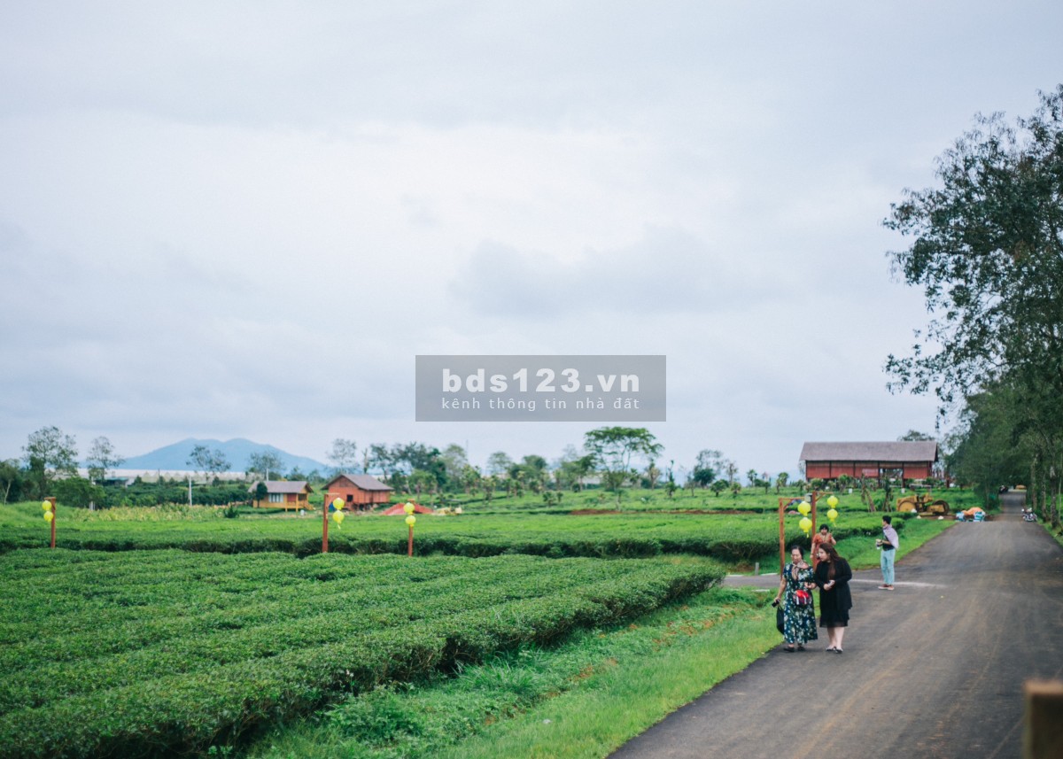 Đất nghĩ dưỡng Bảo Lộc The Ocha tiện ích đủ, giá tốt đầu tư