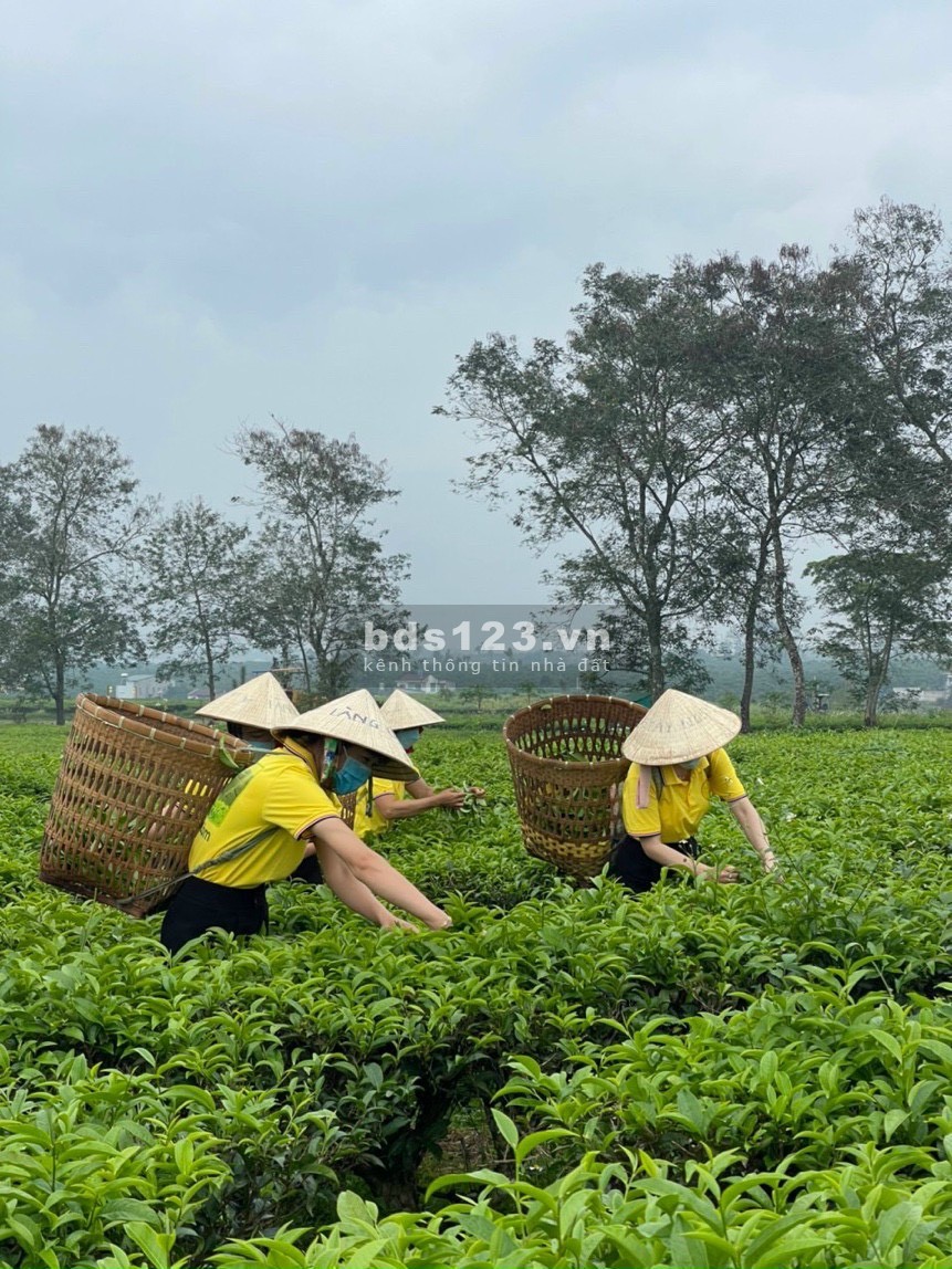 Đất nghĩ dưỡng Bảo Lộc The Ocha tiện ích đủ, giá tốt đầu tư