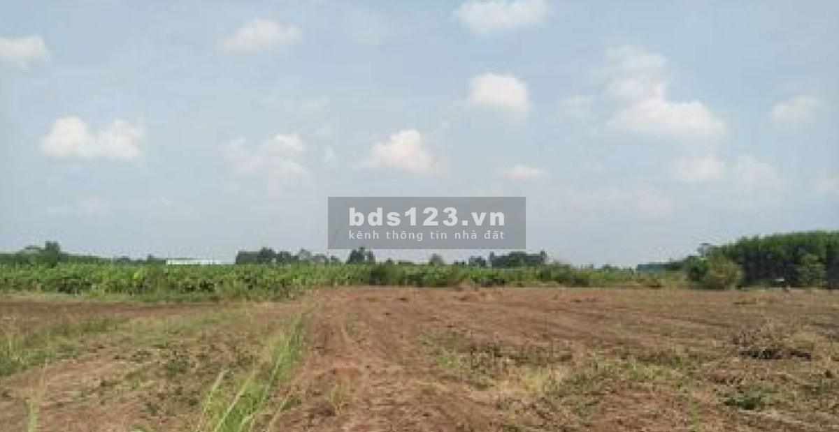 Cho thuê đất nông nghiệp đường ô tô, điện nước đầy đủ tại Tây Ninh