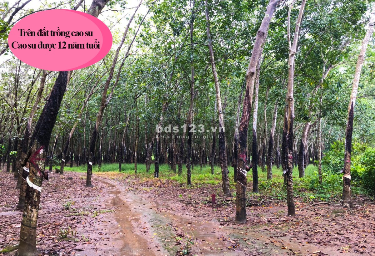 Chị Khách Có Lô Đất Sào Cao Su Đẹp Cần Bán Gấp