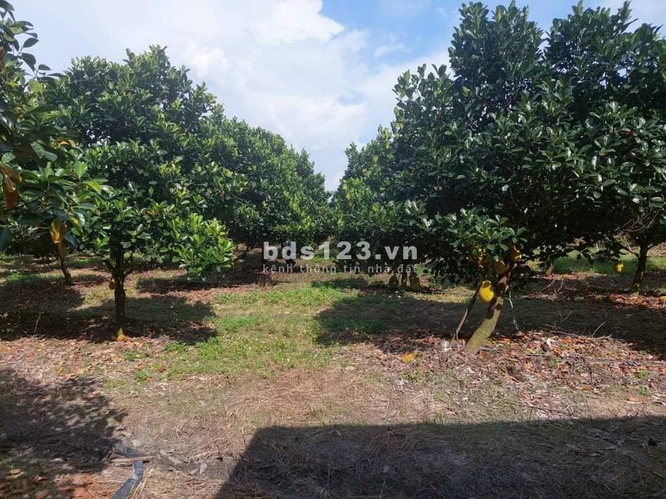 Bán sào đất tặng vườn mít đang thu hoạch ở Tây Ninh, giá 400 triệu