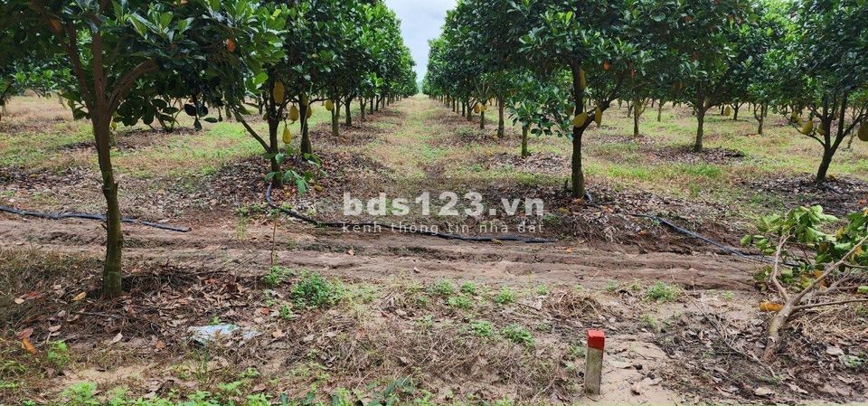 Bán sào đất tặng vườn mít đang thu hoạch ở Tây Ninh, giá 400 triệu