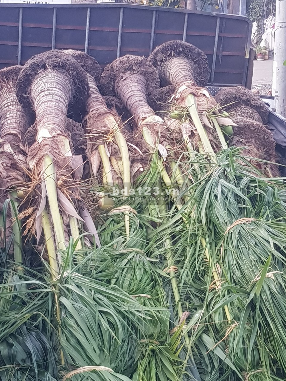 Đắt mặt tiền 5000m2 thị trấn Tân Nghĩa, Hàm Tân Bình Thuận, thổ cư 100%
