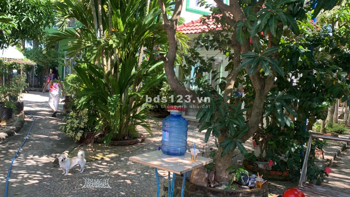 Tôi chính chủ cần chuyển nhượng gấp 7000m2 đất Hàm Thắng, Hàm Thuận Bắc Bình Thuận