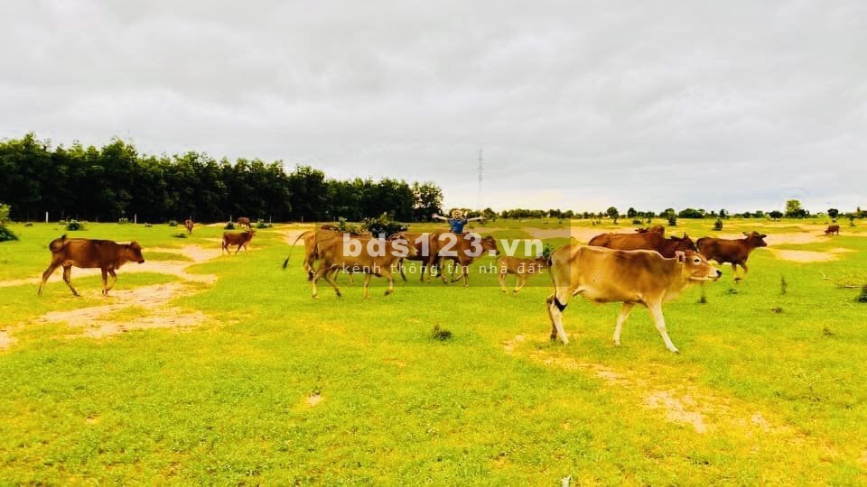 Cần bán gấp đất nông nghiệp ngộp ngay khu dân cư sát QL1A giá rẻ 4030m chỉ 500tr