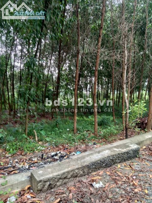 Bán lô đất dsh Tam Phước, Biên Hoà, Đồng Nai 550 triệu/tháng
