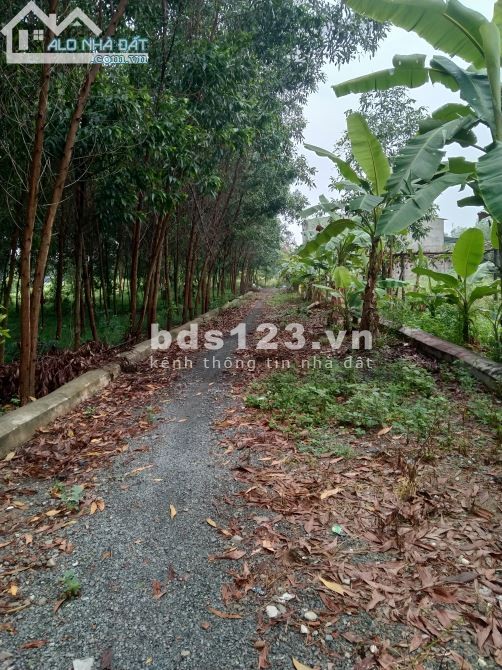 Bán lô đất dsh Tam Phước, Biên Hoà, Đồng Nai 550 triệu/tháng