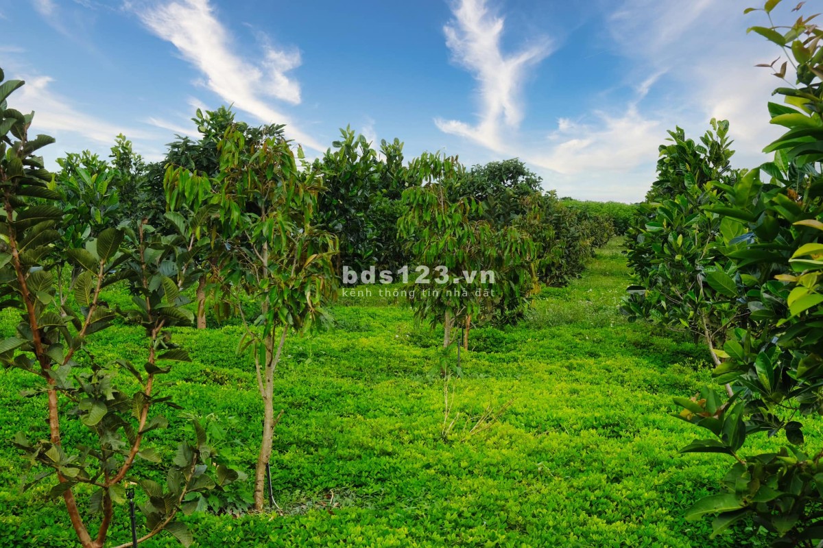 Bán đất vườn có trồng sẵn cây ăn trái, sổ hồng riêng tại ngoại ô thành phố Đà Lạt