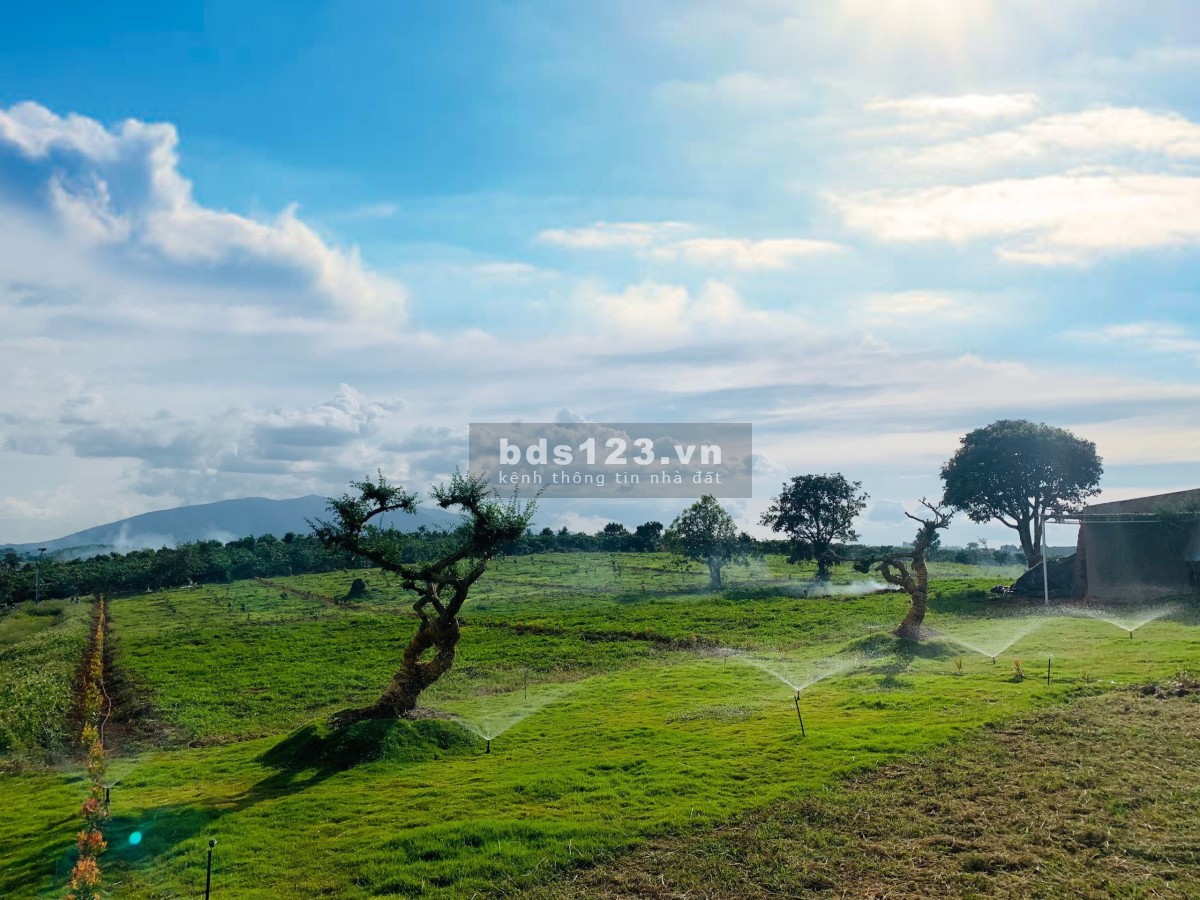 Bán đất vườn có trồng sẵn cây ăn trái, sổ hồng riêng tại ngoại ô thành phố Đà Lạt