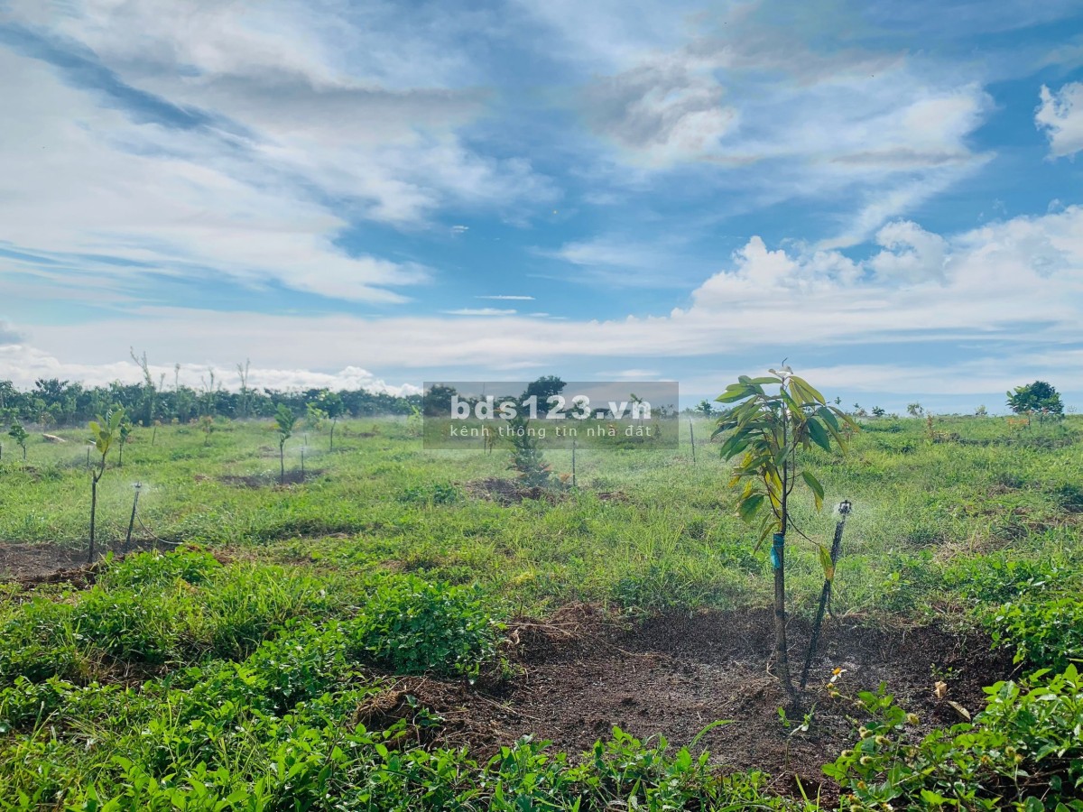 Bán đất vườn có trồng sẵn cây ăn trái, sổ hồng riêng tại ngoại ô thành phố Đà Lạt