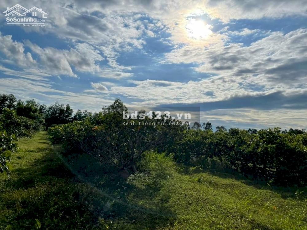Vườn Điều 1,2 Hecta Có Ao Đẹp 300M2, Trồng Rau, Nuôi Cá, Farmstay - Sổ Hồng Riêng