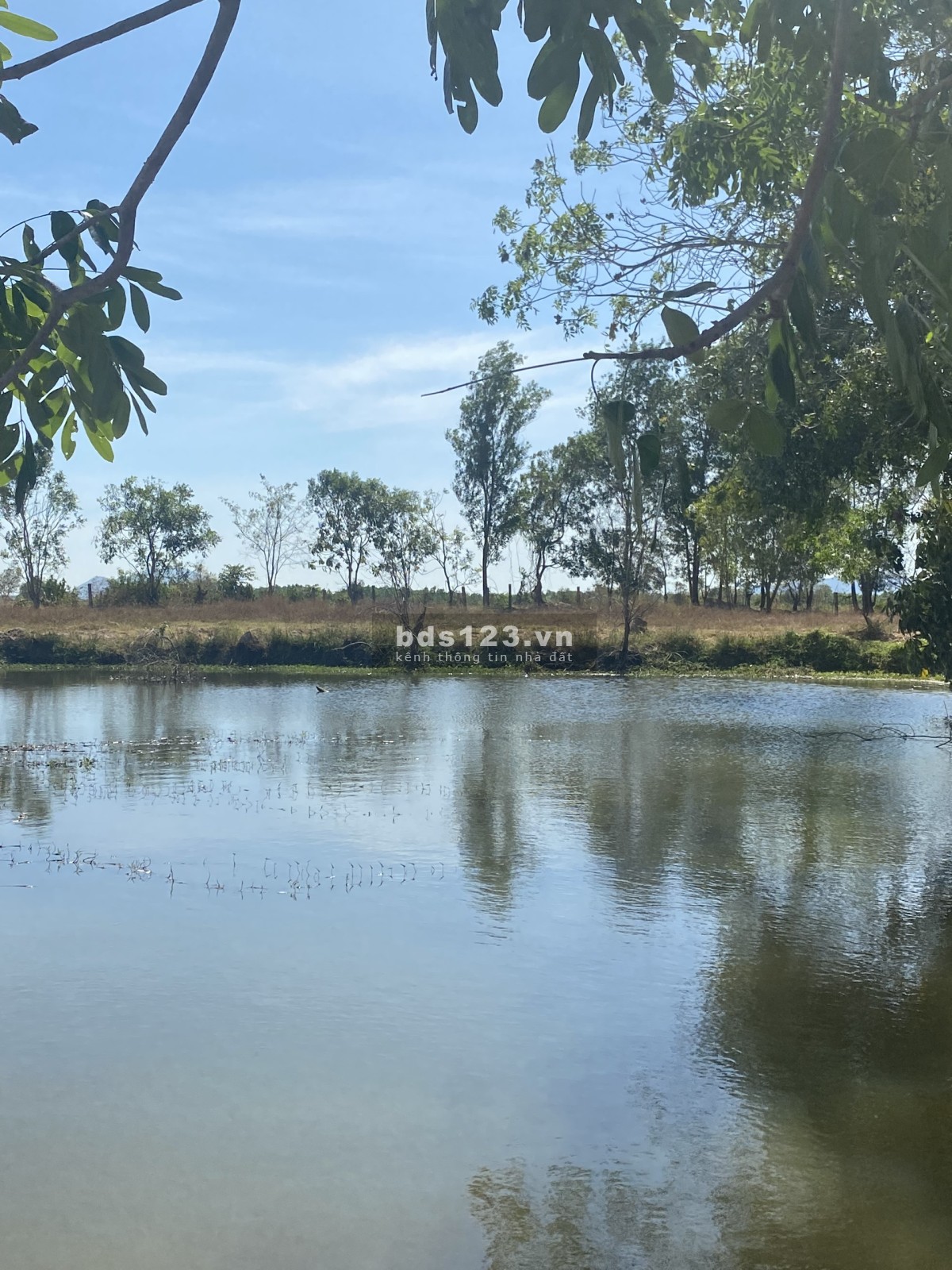 Vườn Điều 1,2 Hecta Có Ao Đẹp 300M2, Trồng Rau, Nuôi Cá, Farmstay - Sổ Hồng Riêng
