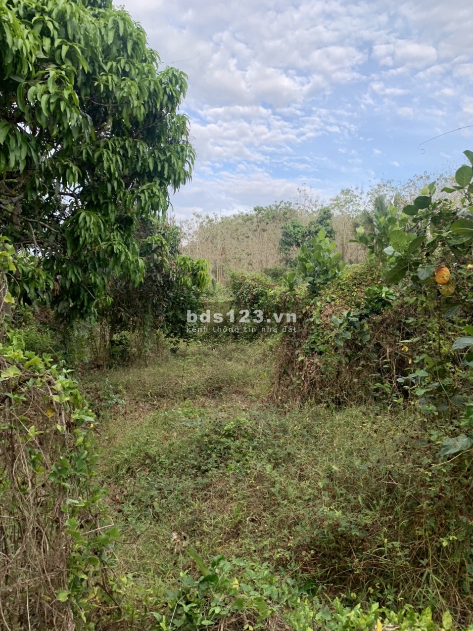 Bán đất vườn Ngọc Định, view suối, SHR, giá rẻ nhất khu vực chỉ 685 triệu, DT 1.262m² (Chưa CK)
