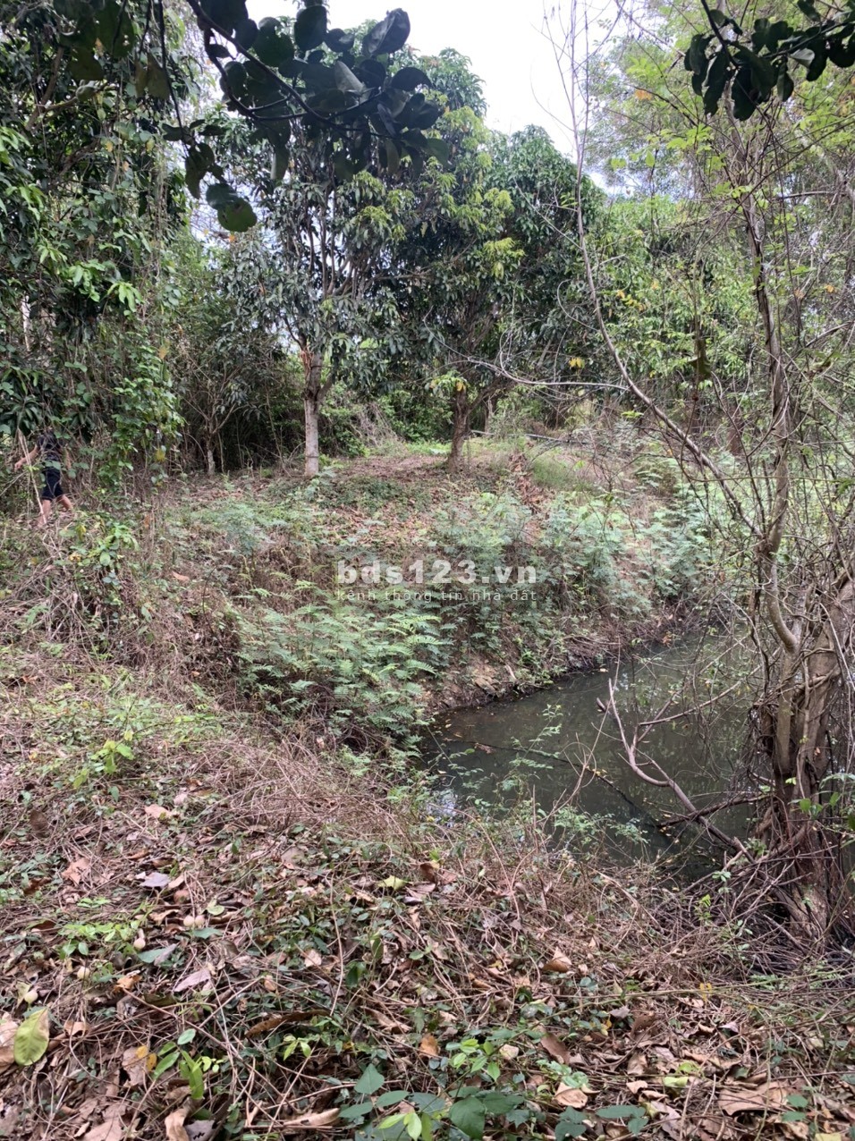 Bán đất vườn Ngọc Định, view suối, SHR, giá rẻ nhất khu vực chỉ 685 triệu, DT 1.262m² (Chưa CK)
