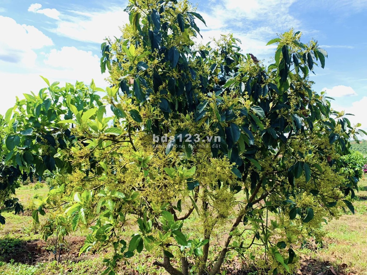 Bán đất sân vườn ở ngoại ô Đà Lạt