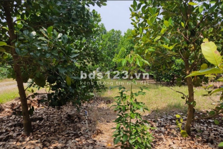 Bán đất Bình Dương 675 triệu - 1066 m2 | QL.13 vào 500m
