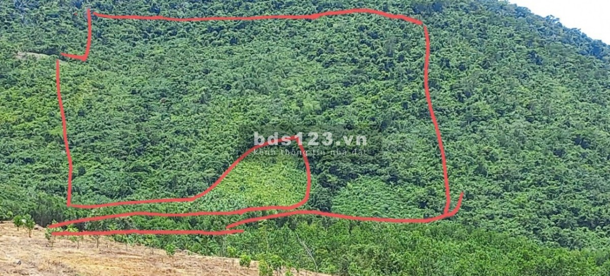 dat rung sx ninh tay trien đoi