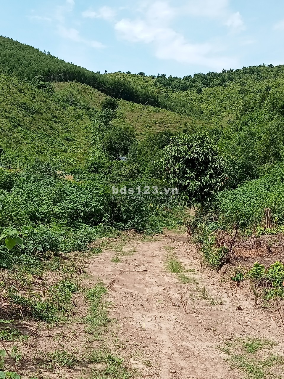 dat rung sx ninh tay trien đoi
