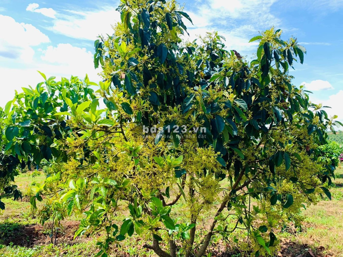 Bán đất tặng kèm vườn sầu riêng và vườn cây ăn trái tại Lâm Hà, Lâm Đồng