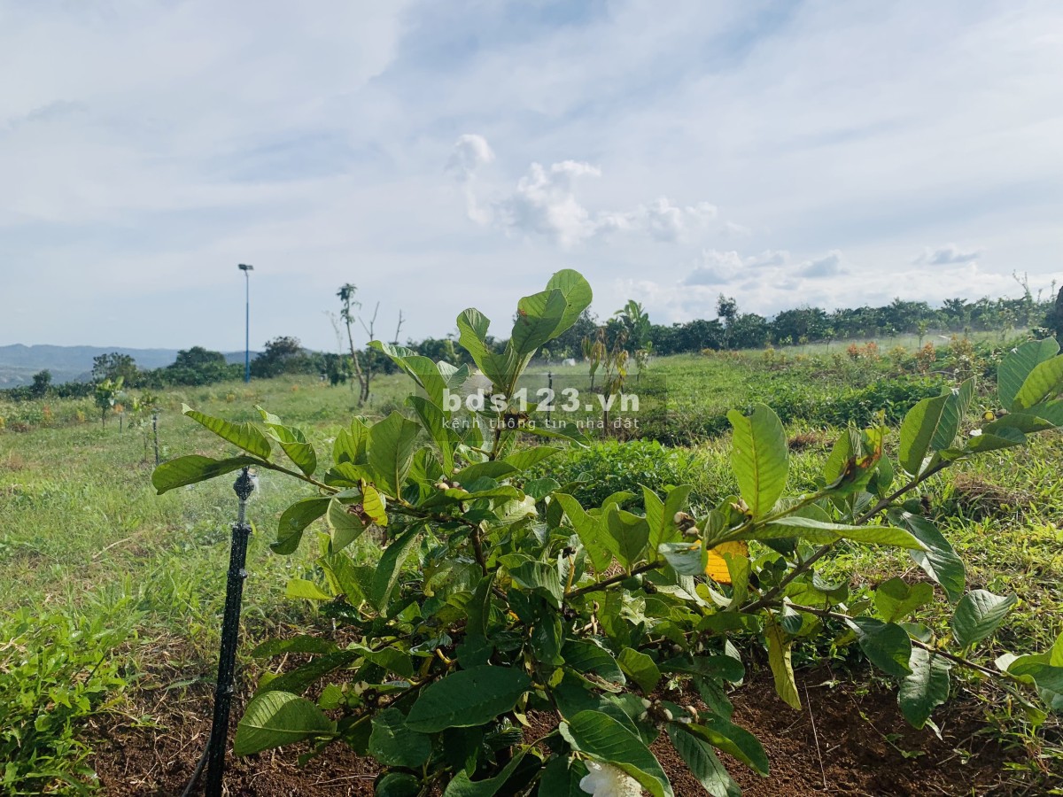 Bán đất tặng kèm vườn sầu riêng và vườn cây ăn trái tại Lâm Hà, Lâm Đồng