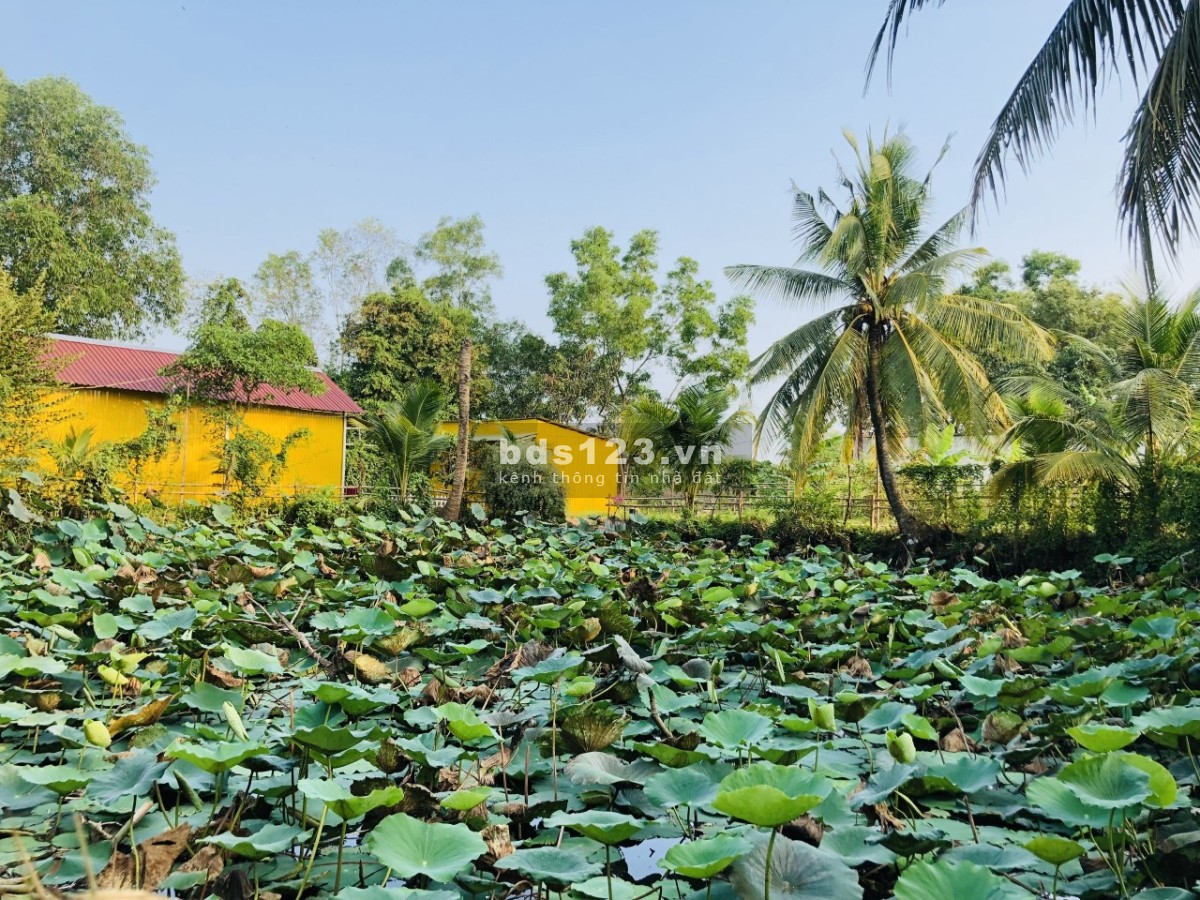 Cho thuê nha trọ, Nhà ở sân vườn, veiw ao sen cực chill như homestay ở gần bến xe bus Hưng Long
