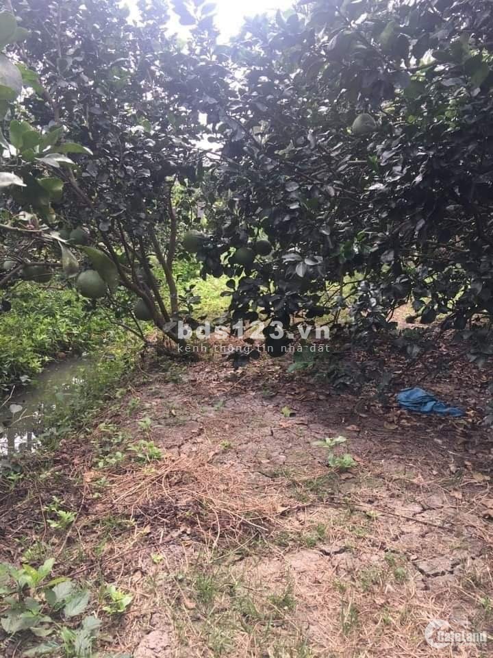 Bán đất mặt tiền đường lộ 4m đông thành-hoá thành ,BÌNH MINH