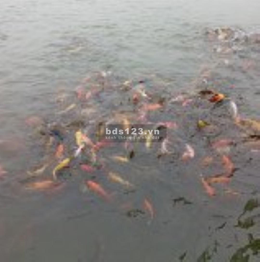 Bán gấp đất nhà vườn chính chủ, DT 10400m² full thổ cư tại Định Quán, Đồng Nai