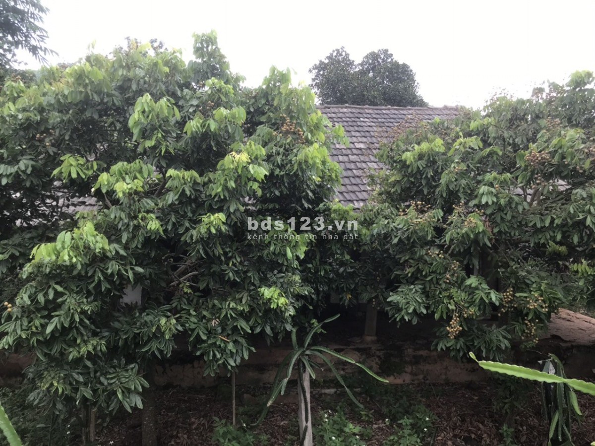 Cắt Lỗ Đất Nền Mộc Châu Thổ Cư Rộng Cạnh QL6, Có Nhà Vườn Sẵn