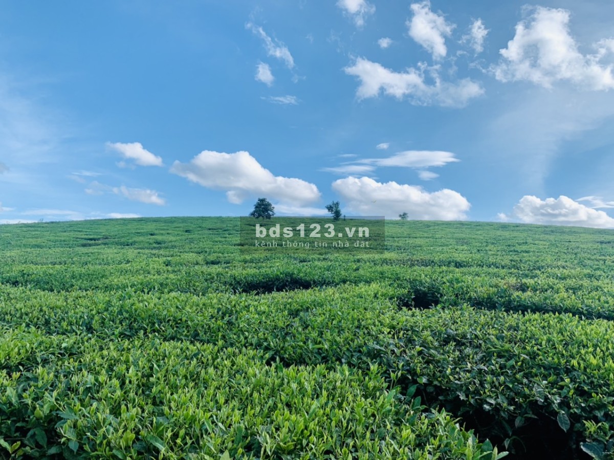 Cần tiền bán đất cắt lỗ tại Mộc Châu View siêu đep.