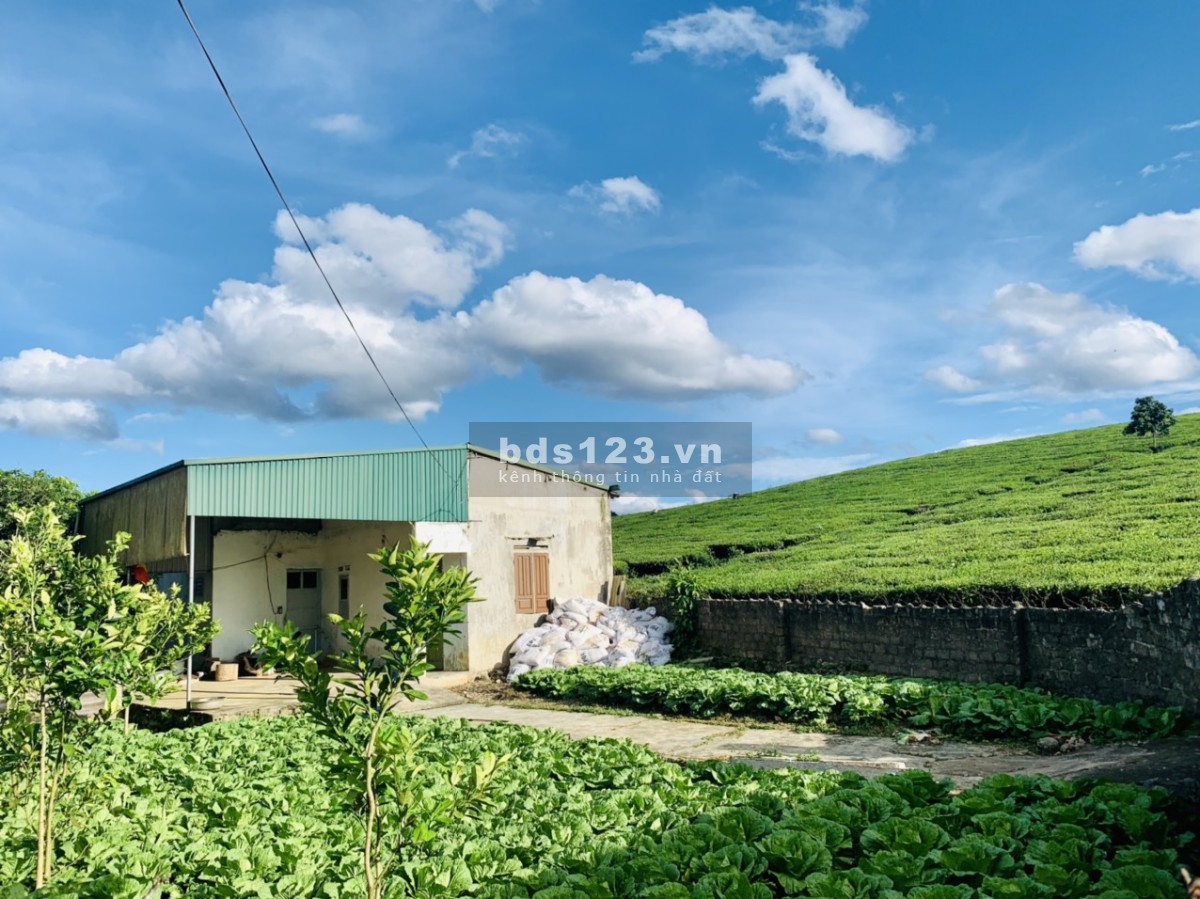 Cần tiền bán đất cắt lỗ tại Mộc Châu View siêu đep.