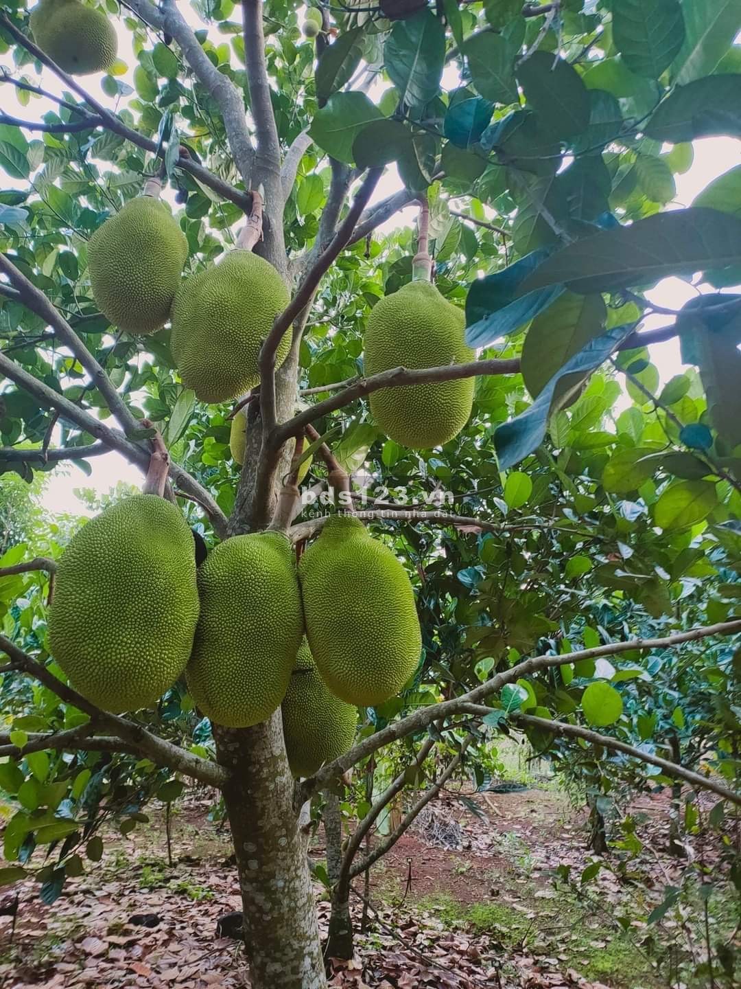 Thu hồi vốn bán ra gấp lô đất đang cho thu hoạch hơn 150 gốc mít tháng lợi luận 5-60 triệu tháng