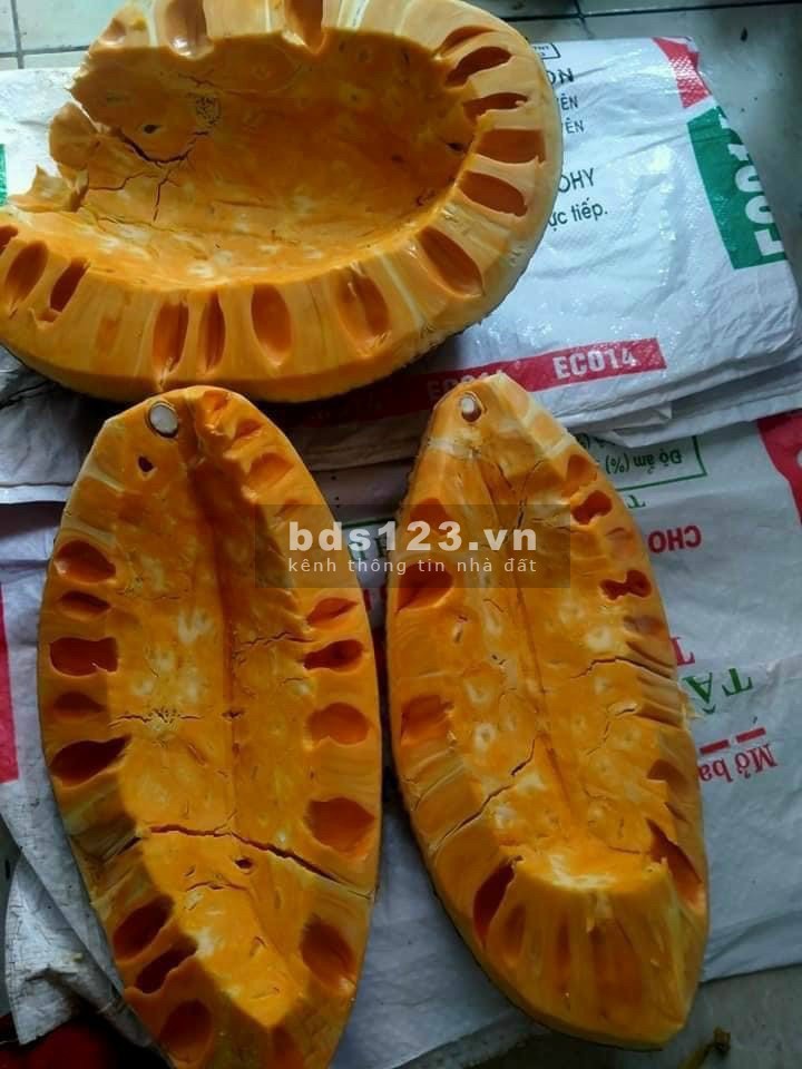 Thu hồi vốn bán ra gấp lô đất đang cho thu hoạch hơn 150 gốc mít tháng lợi luận 5-60 triệu tháng