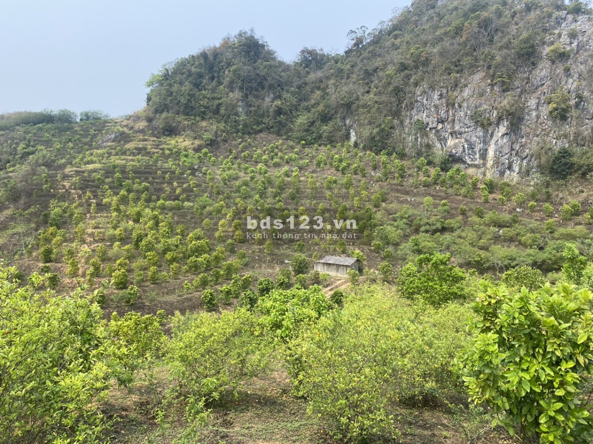 Chủ đang cần tiền bán mảnh rất View đẹp đã trồng cây hoa quả tại Mộc Châu Sơn La