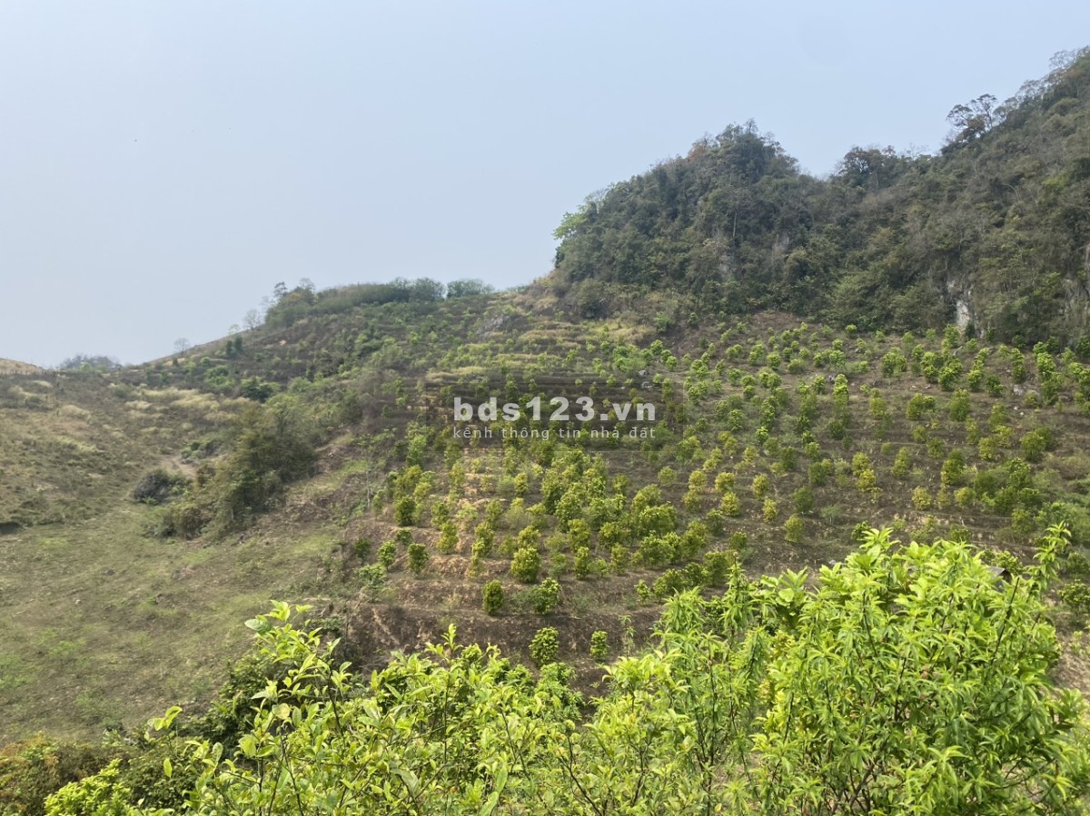 Chủ đang cần tiền bán mảnh rất View đẹp đã trồng cây hoa quả tại Mộc Châu Sơn La