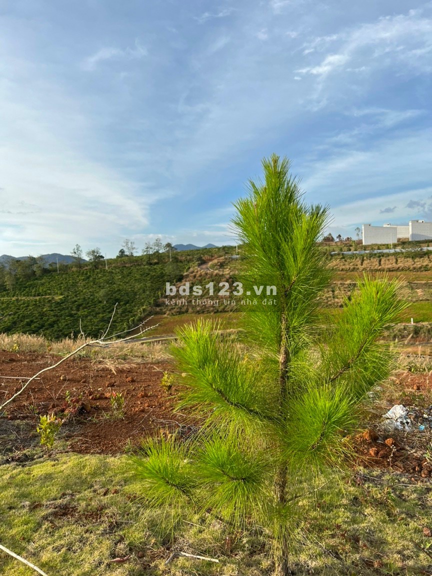 Cần bán lô 2100m2 full thổ cư, thôn 4 xã Lộc Tân, giá chỉ 4.5tr/m2 còn thương lượng