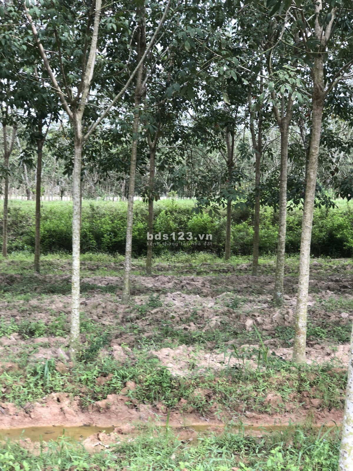 Đất sào trong dân bán, giá rẻ, đầu tư tốt, An Cơ, Châu Thành