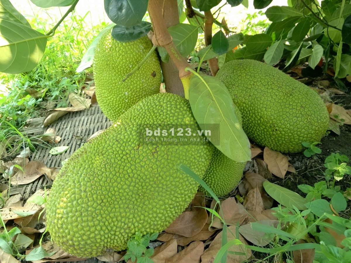 Tôi chính chủ cần bán gấp lô đất thu hồi vốn (ngang 12m x sâu 89m) Tân Châu , Tây Ninh