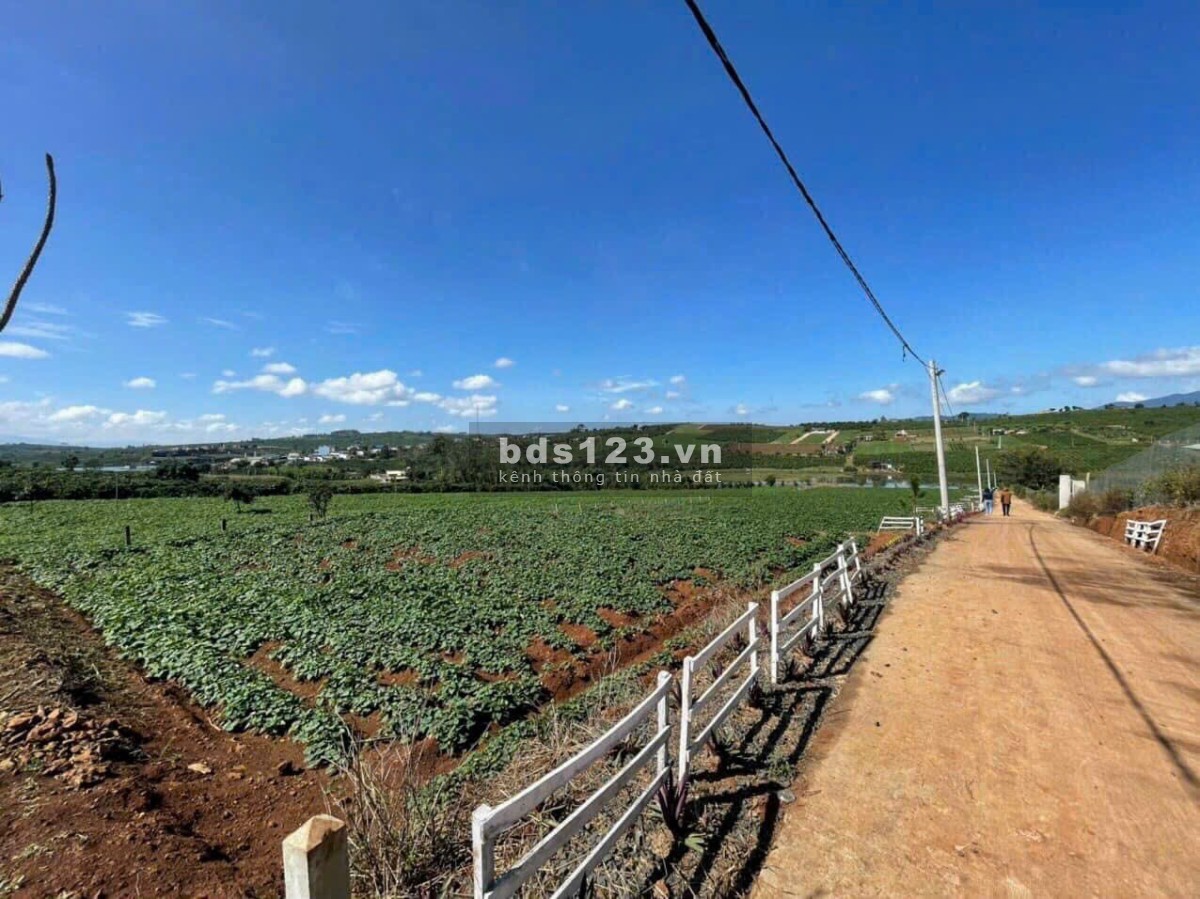 Bán gấp 1000m2 đất phúc thọ - lâm hà, chỉ 1,8tr/m2 sổ riêng. mua bán ngay.