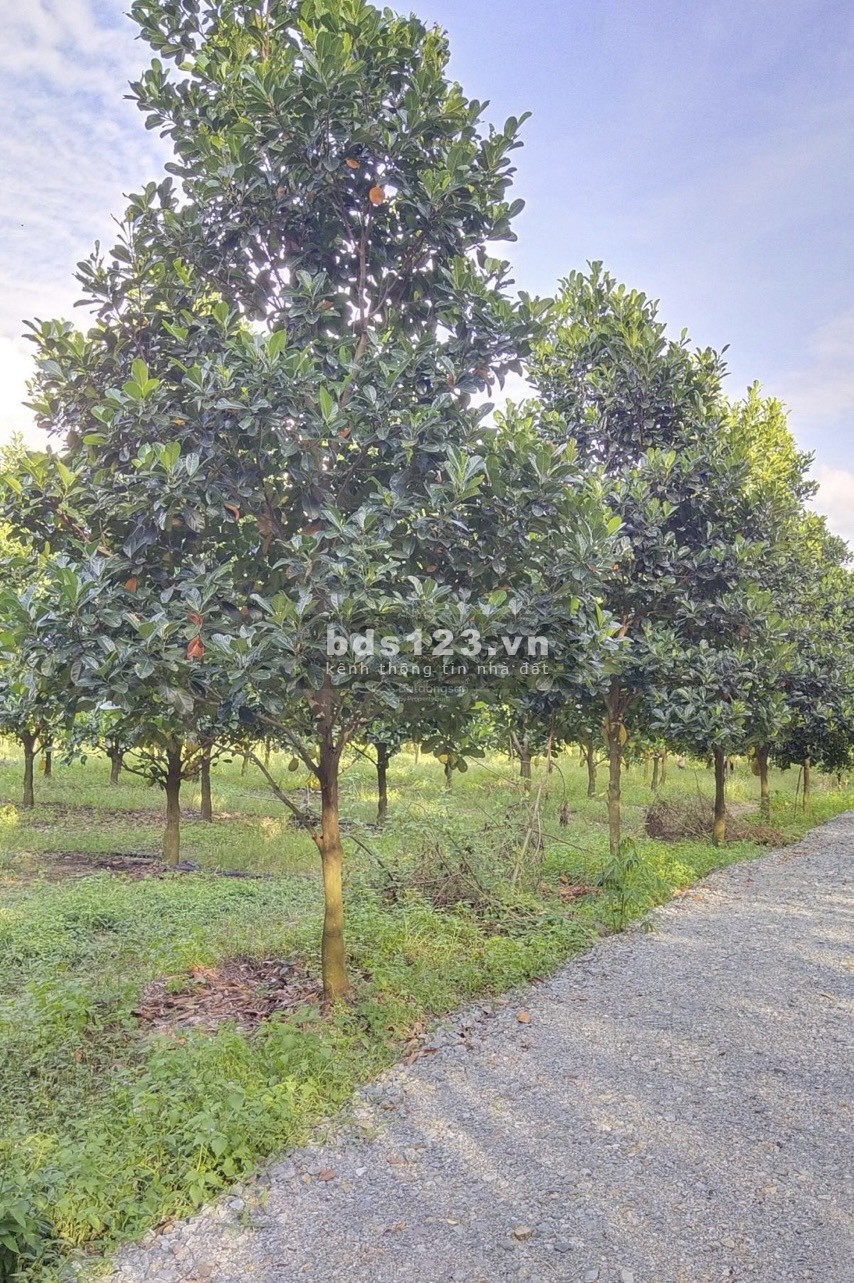 Bán đất Tây Ninh. Anh chị chốt nhanh còn kịp, vườn ăn trái hơn 1 sào có sẵn 150 gốc mít thái giá 5xx