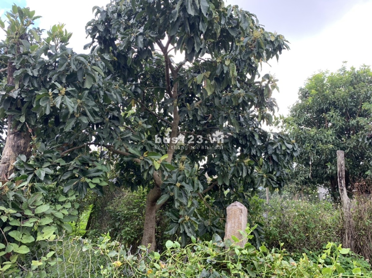 BÁN NHÀ ĐẤT VƯỜN CÓ THU NHẬP ỔN ĐỊNH MẶT TIỀN ĐƯỜNG BÊ TÔNG TẠI XÃ DLYÊ YA -KRÔNG NĂNG -DAKLAK