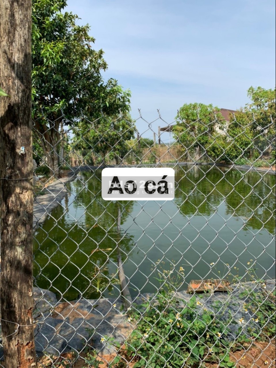 BÁN NHÀ ĐẤT VƯỜN CÓ THU NHẬP ỔN ĐỊNH MẶT TIỀN ĐƯỜNG BÊ TÔNG TẠI XÃ DLYÊ YA -KRÔNG NĂNG -DAKLAK