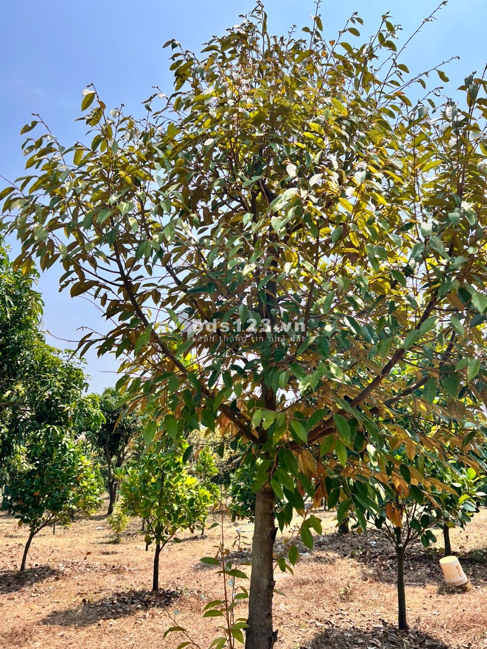 Bán đất vườn sổ đỏ gần hồ Trị An, 1100m2, giá chỉ 1.1 triêu/m2. Đường oto. LH 0912 157 978