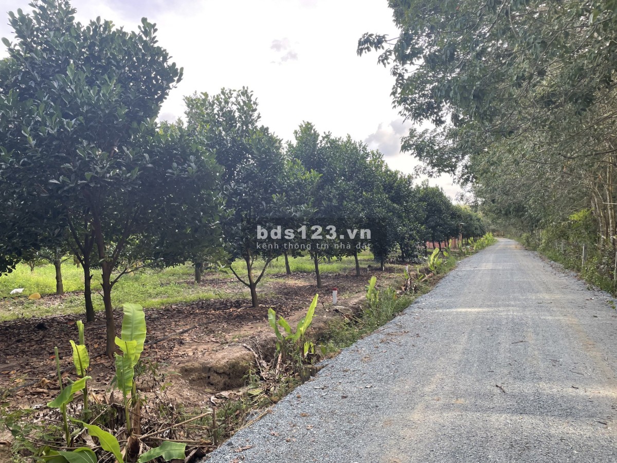 Gia đình chú 7 em cần sang bán lô đất vườn có sẳn hơn 150 gôc mít thái