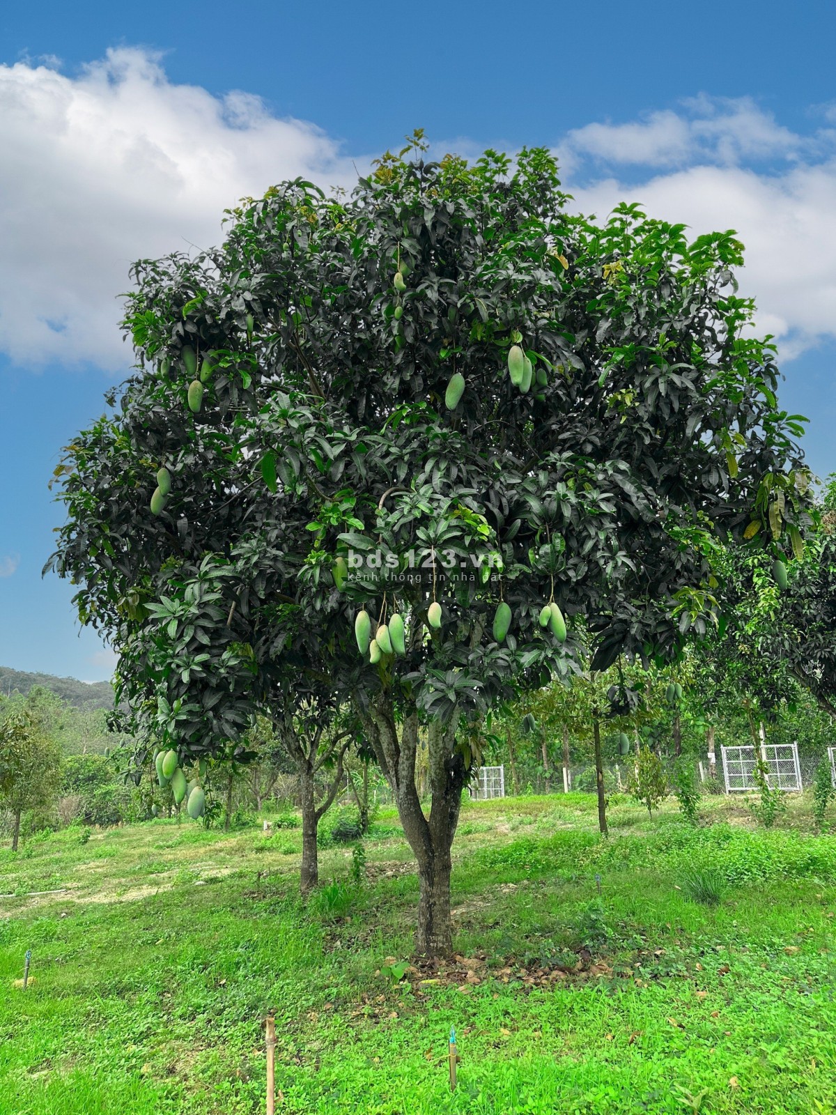 Bán đất thổ vườn - gần hồ Trị An 1098m2 ngang 13m, giá chỉ 1.2tr/m2, đường ôtô