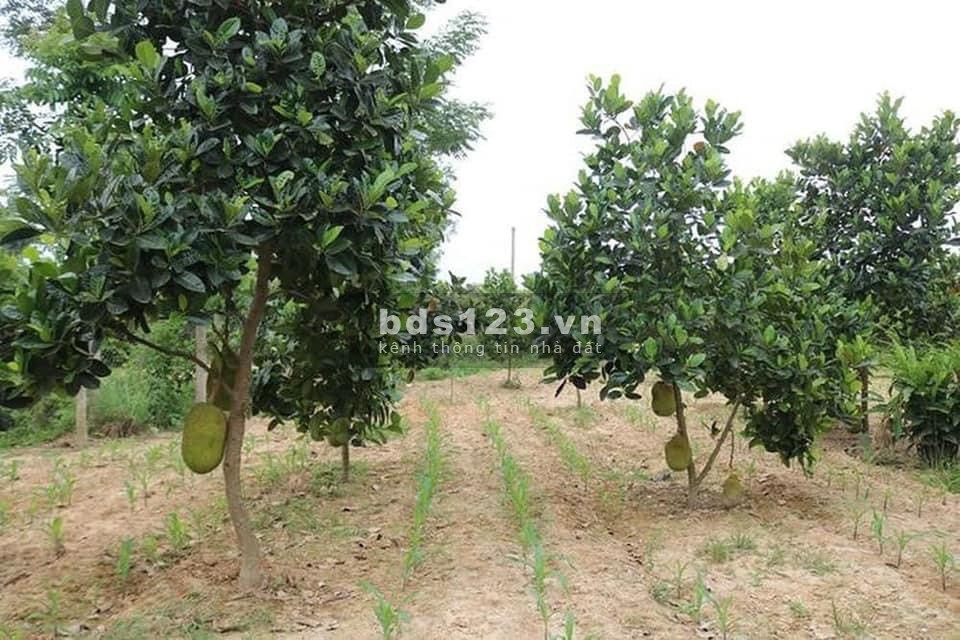 Khách hàng nợ quá hạn tiền ngân hàng, ngân hàng VIB phát mãi hơn sào đất. Bán đất Tân Châu, Tây Ninh