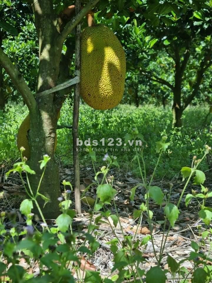 Khách hàng nợ quá hạn tiền ngân hàng, ngân hàng VIB phát mãi hơn sào đất. Bán đất Tân Châu, Tây Ninh