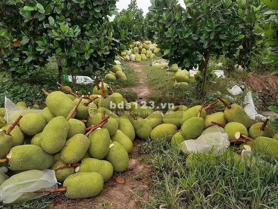 Khách hàng nợ quá hạn tiền ngân hàng, ngân hàng VIB phát mãi hơn sào đất. Bán đất Tân Châu, Tây Ninh