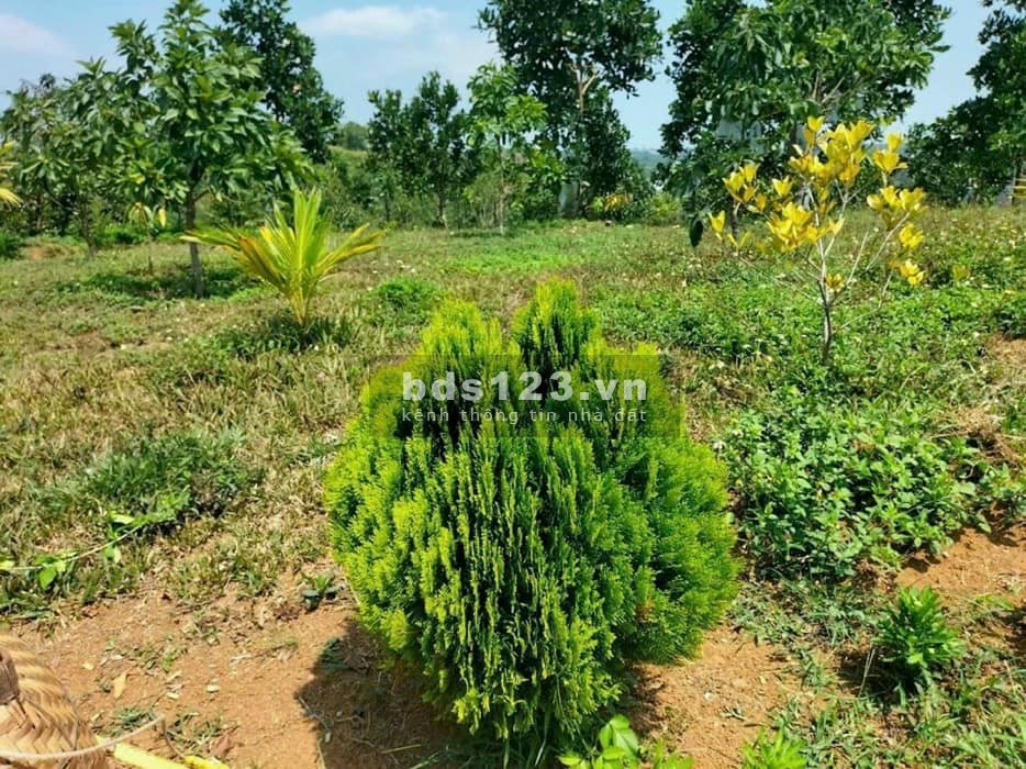 Bán đất vườn sầu riêng, vườn điều hơn 1000m giá 190tr